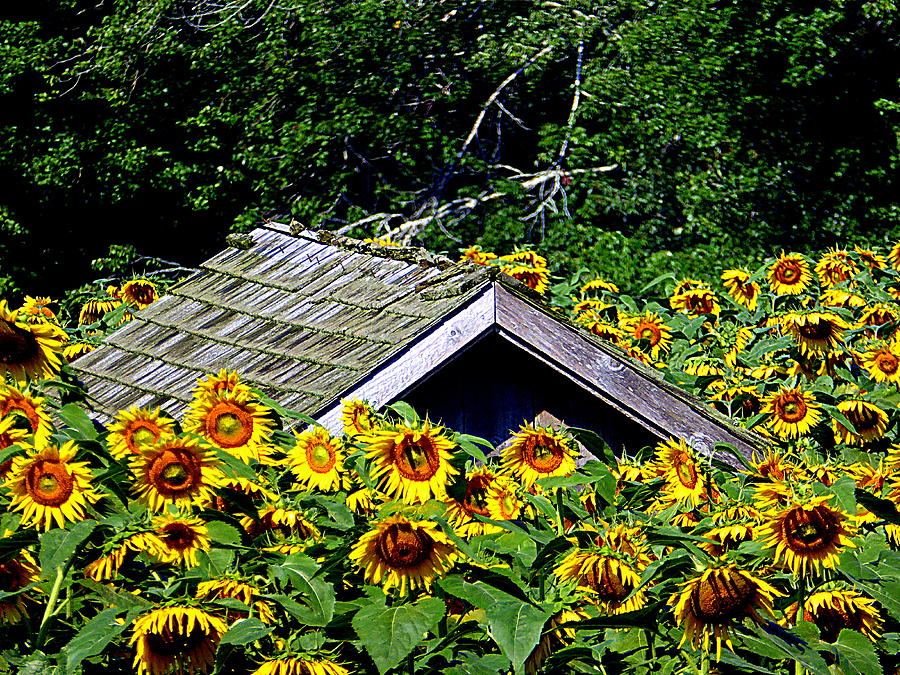 Sunflower Takeover Photograph by Lori Seaman
