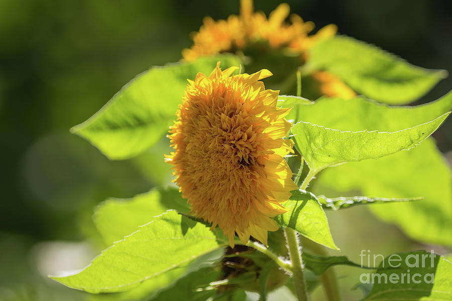 Sunflower Teddy Bear Photograph by Eva Lechner