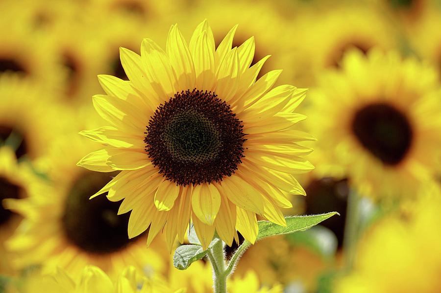 Sunflower Photograph by Teresa Trotter