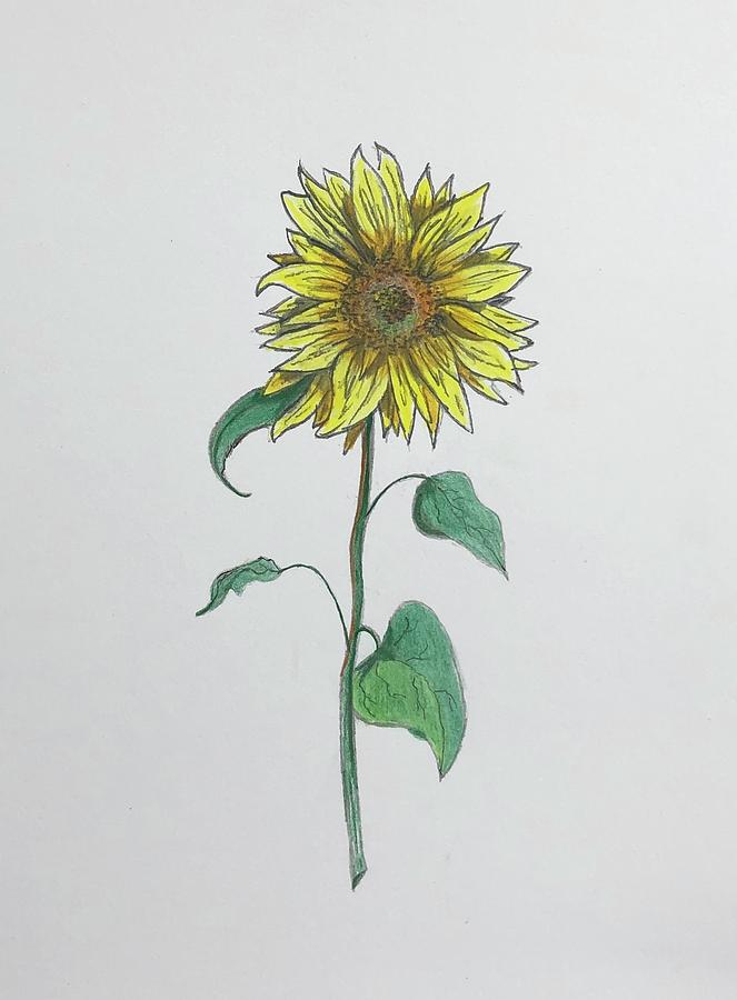 sunflower, sunflower drawing, sunflower drawing for kids, small sunflower  drawing for kids, small sunflower drawing tattoo,