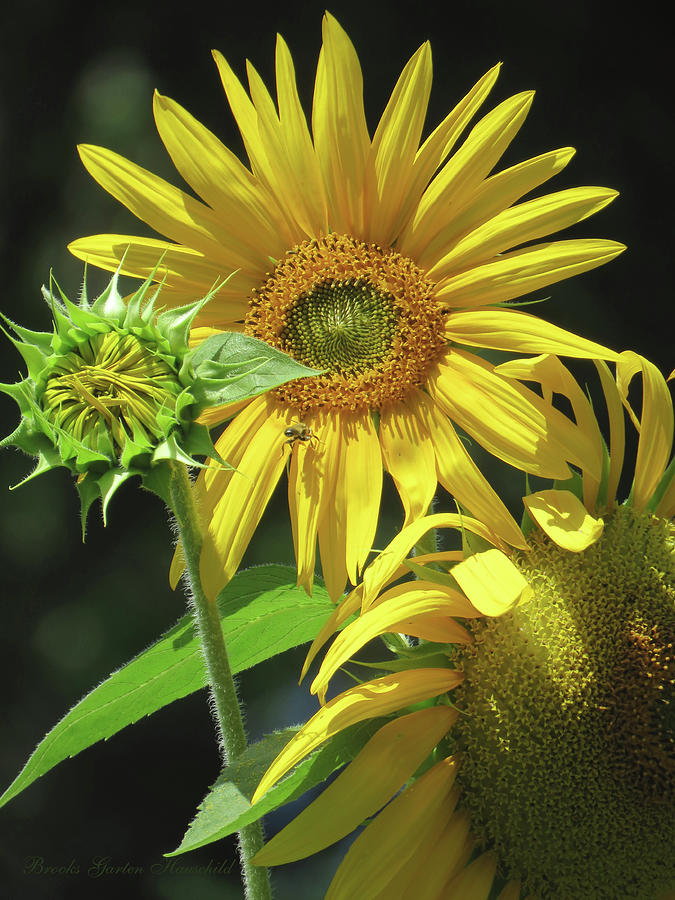 Summer Photograph - Sunflower Trilogy and Bee - Floral Photography - Sunflowers as Art by Brooks Garten Hauschild