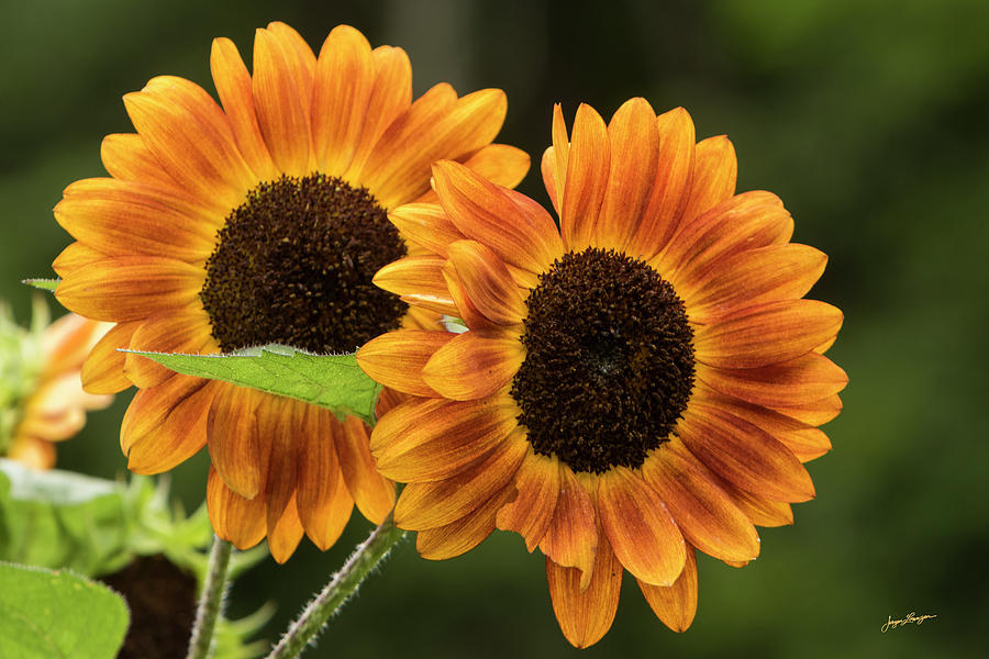 Sunflower Twins by Jurgen Lorenzen Sunflower Twins by Jurgen Lorenzen