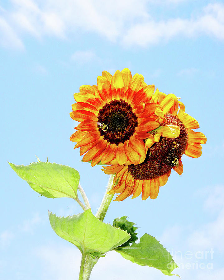 Sunflower Twins Photograph