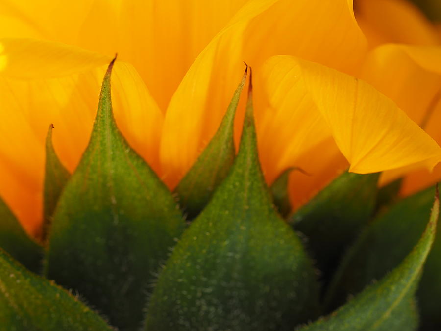 Sunflower Underworld Photograph by Denise Benson