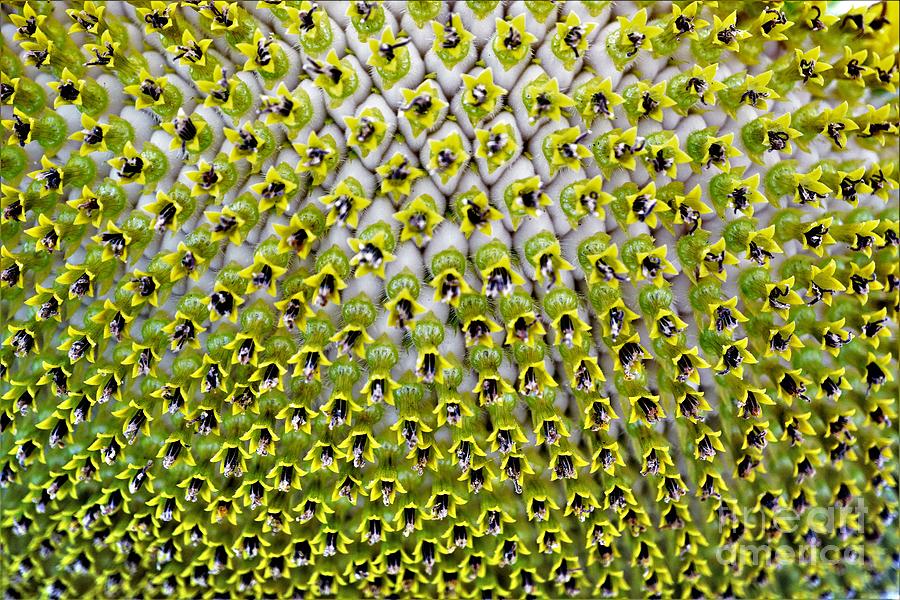 Sunflower Up Close Photograph