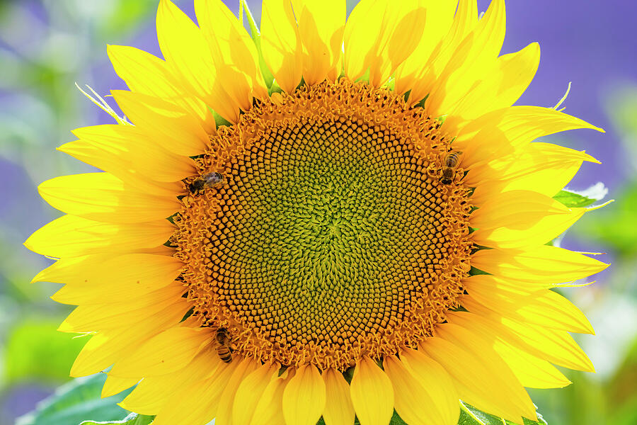 Sunflower Photograph - Sunflower Valensole Plateau, Alpes Haute Provence, France by Juan Carlos Munoz / Naturepl.com