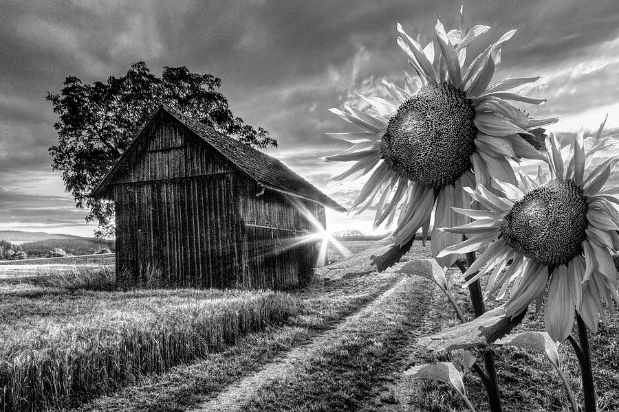 Sunflower Watch in Black and White Photograph by Debra and Dave Vanderlaan
