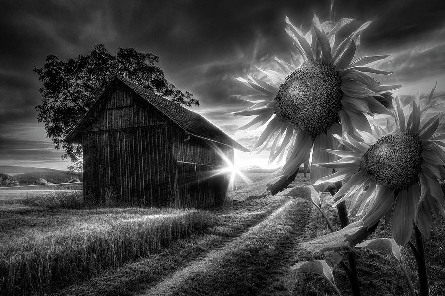 Sunflower Watch in Radiant Black and White Photograph by Debra and Dave Vanderlaan