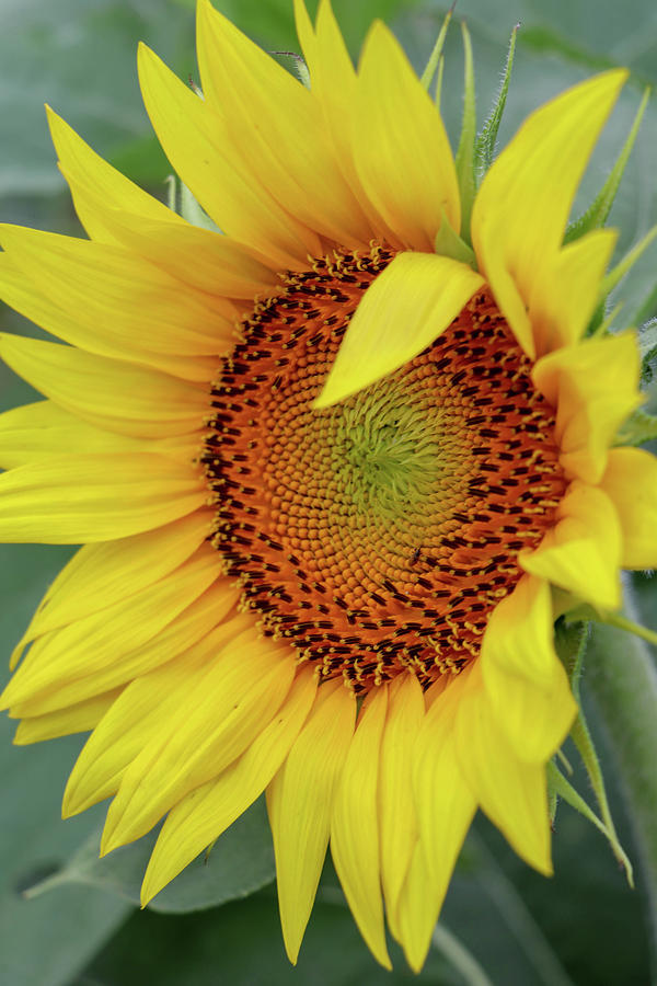 Sunflower Wink Photograph