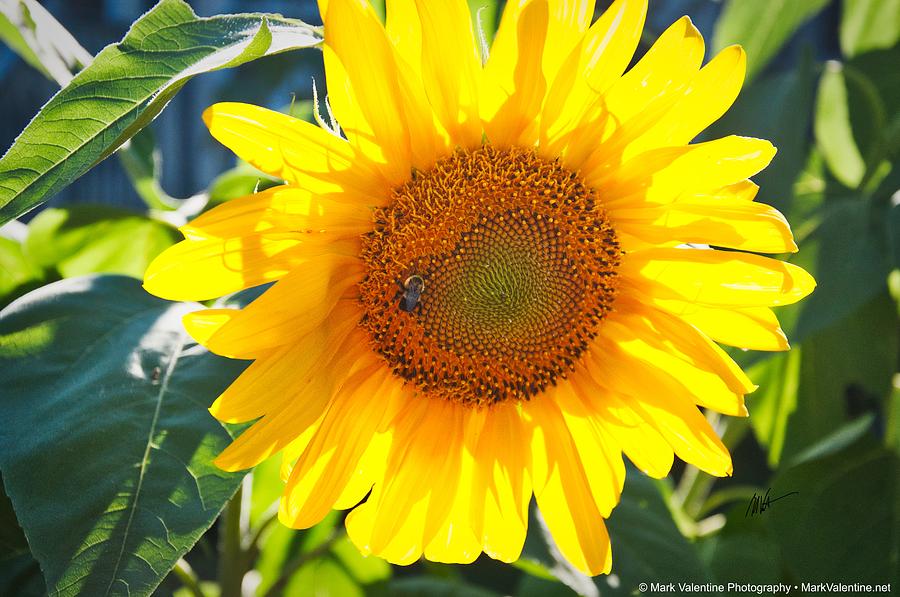 Sunflower with a Friend Photograph by Mark Valentine