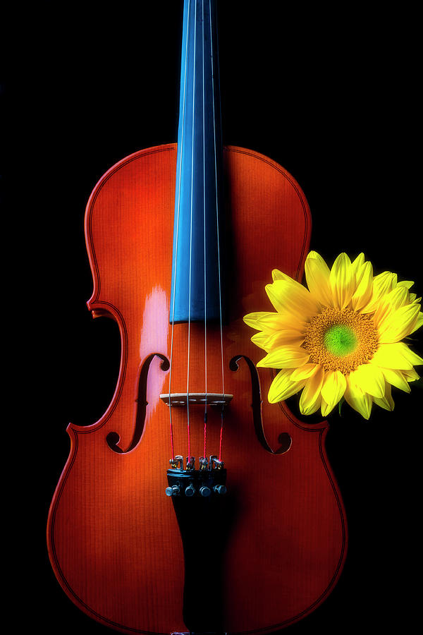 Sunflower With Beautiful Violin Photograph by Garry Gay