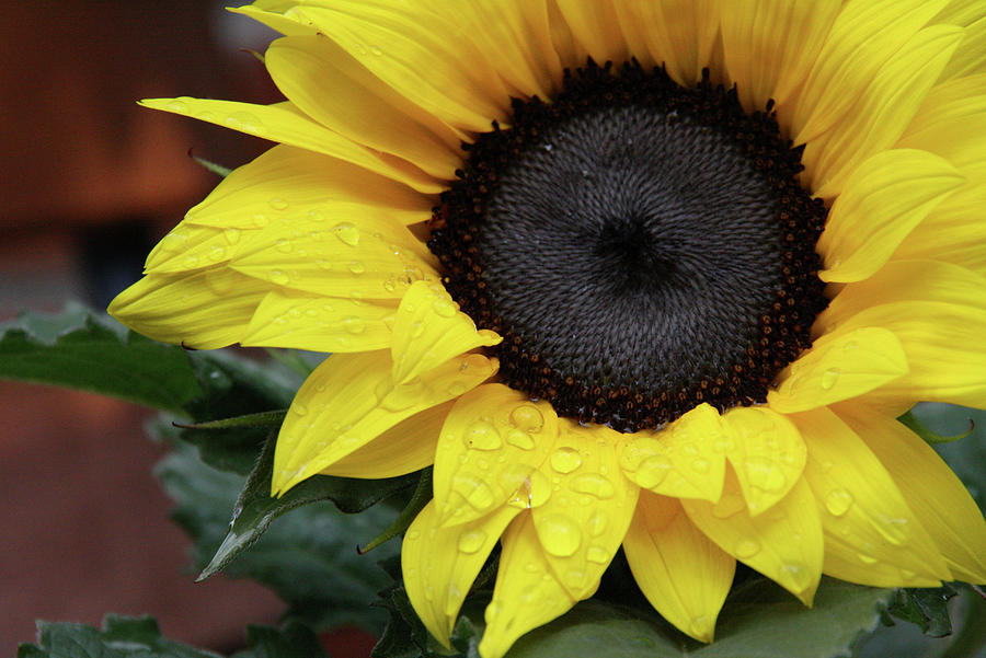 Sunflower With Drops Of Water Photograph by Sonja Zelano