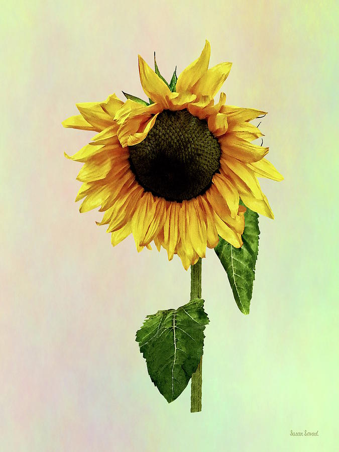 Sunflower Photograph - Sunflower With Peakaboo Bangs by Susan Savad