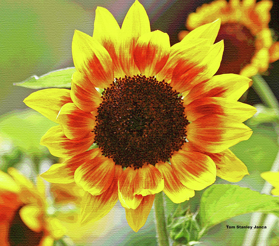 SunFlower With Red  And Yellow Petals Digital Art by Tom Janca