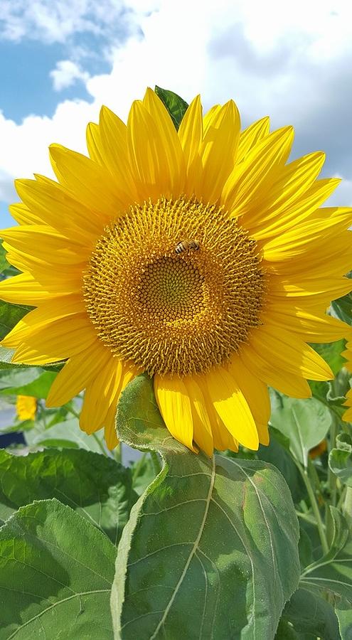 Flower Photograph - Sunflower with Sunshine by Lindsey Floyd