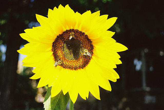 Sunflower with Three Bees Photograph by FD Graham