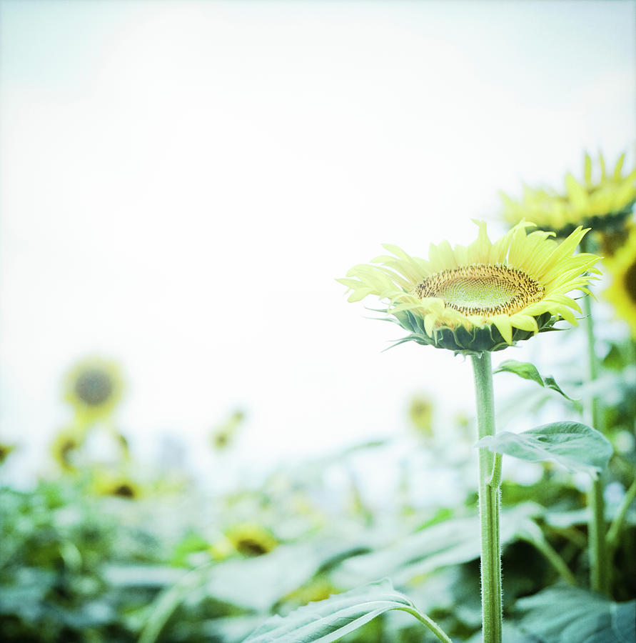 Nature Photograph - Sunflower by Yoshika Sakai