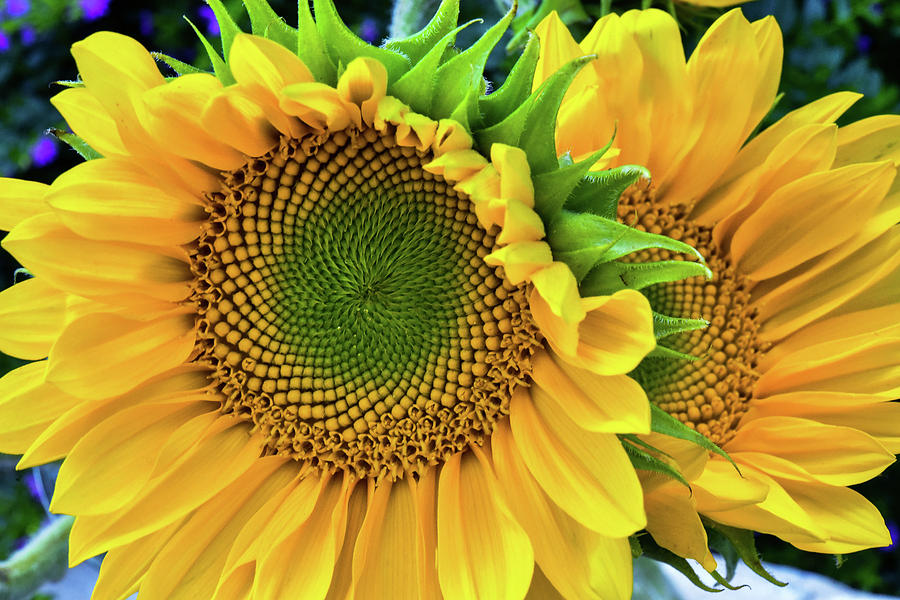 Sunflowers 1 Photograph