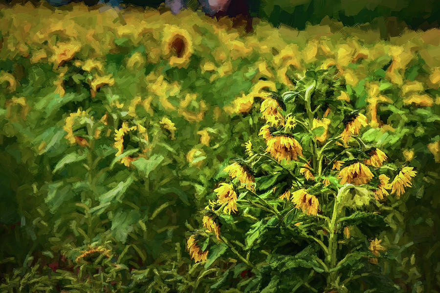 Sunflowers 308 Photograph