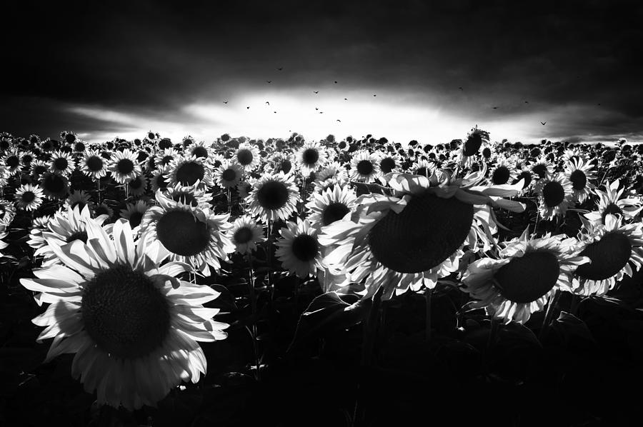 Sunflowers Against The Light Photograph by Nicodemo Quaglia