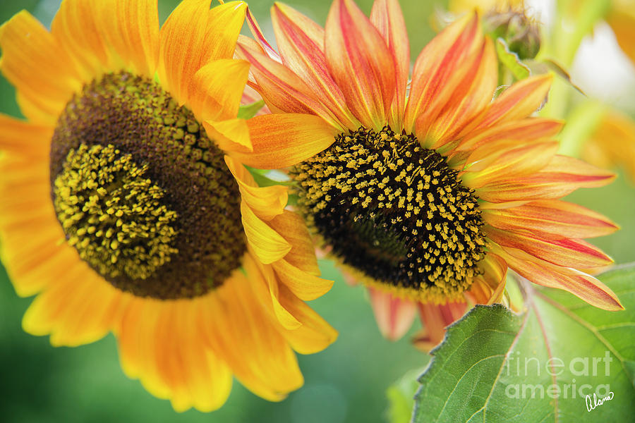 Sunflowers Photograph by Alana Ranney