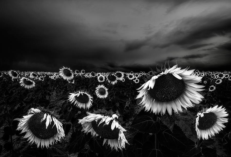 Sunflowers Photograph by Alfonso Novillo