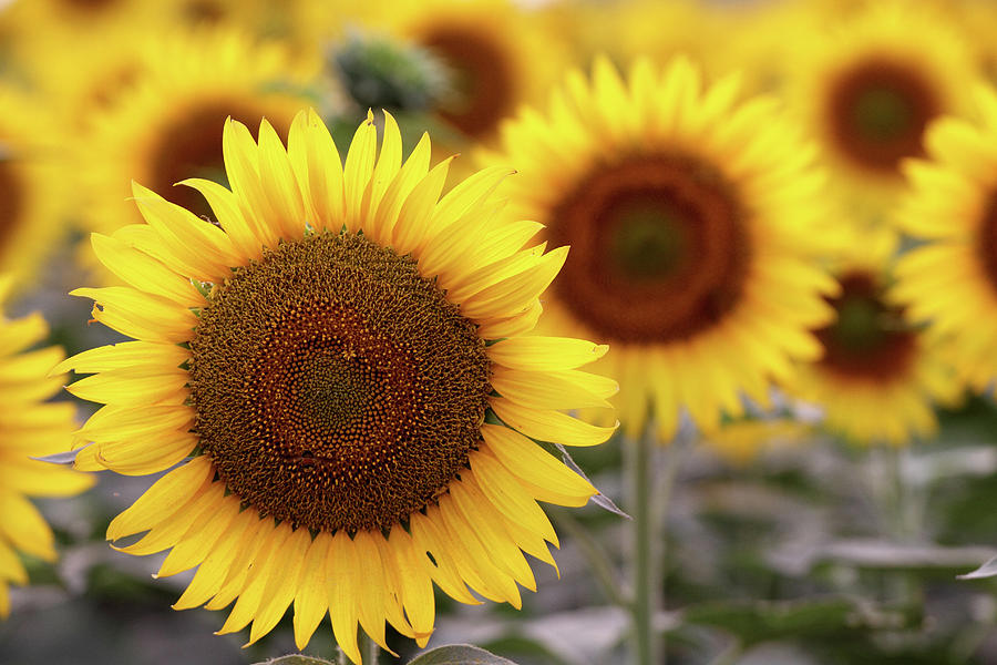 Sunflowers Photograph by Amir Mukhtar