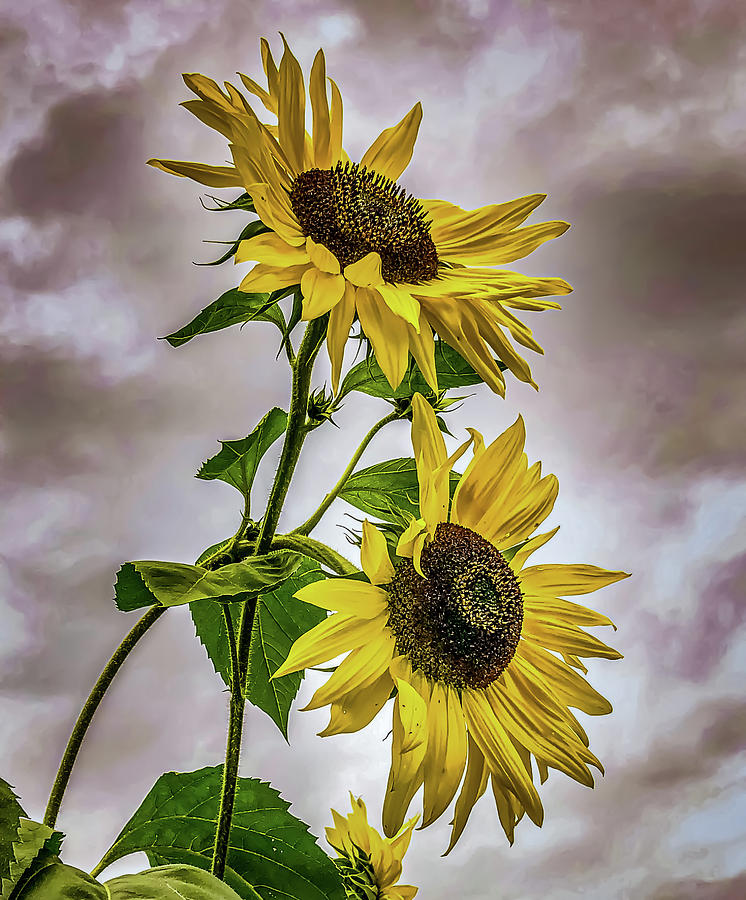 Sunflowers Photograph by Anamar Pictures