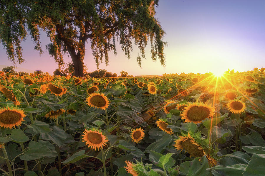 Sunflowers and a Burst Photograph by Laura Macky