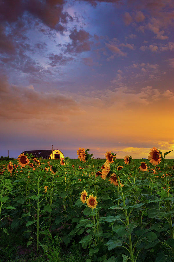 Sunflowers and Orange Sunsets Photograph by John De Bord