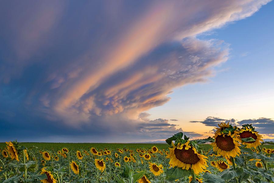 Sunflowers and Storm Clouds by RAND Sunflowers and Storm Clouds by RAND