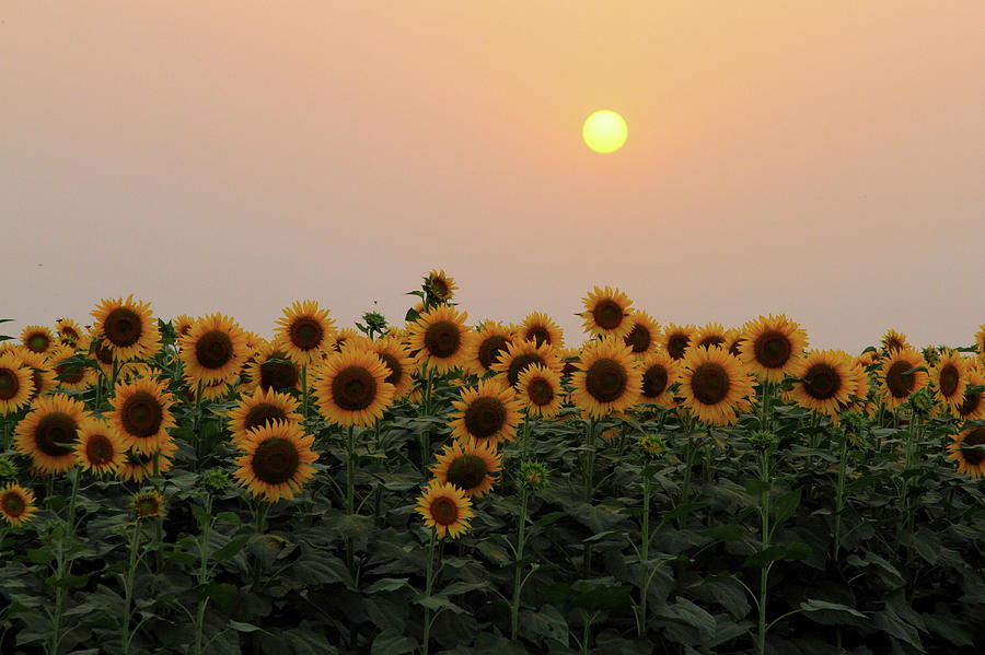 Sunflowers And Sunset Photograph by Amir Mukhtar