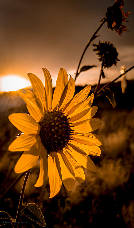 Sunflowers and Sunset of Arizona by Ant Pruitt Sunflowers and Sunset of Arizona by Ant Pruitt