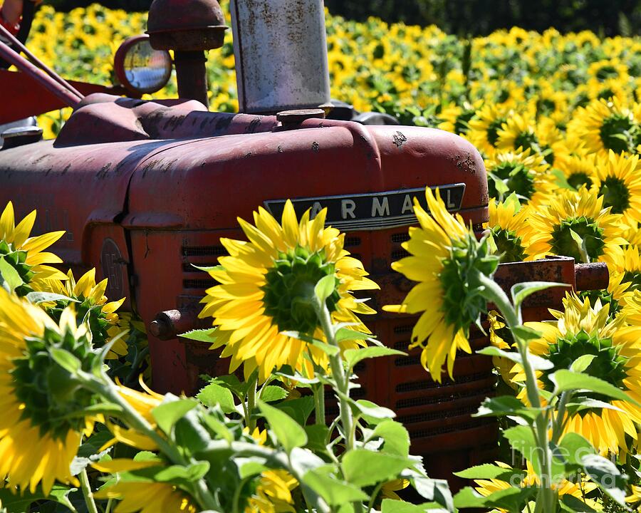Flower Photograph - Sunflowers and the Tractor by Steve Brown