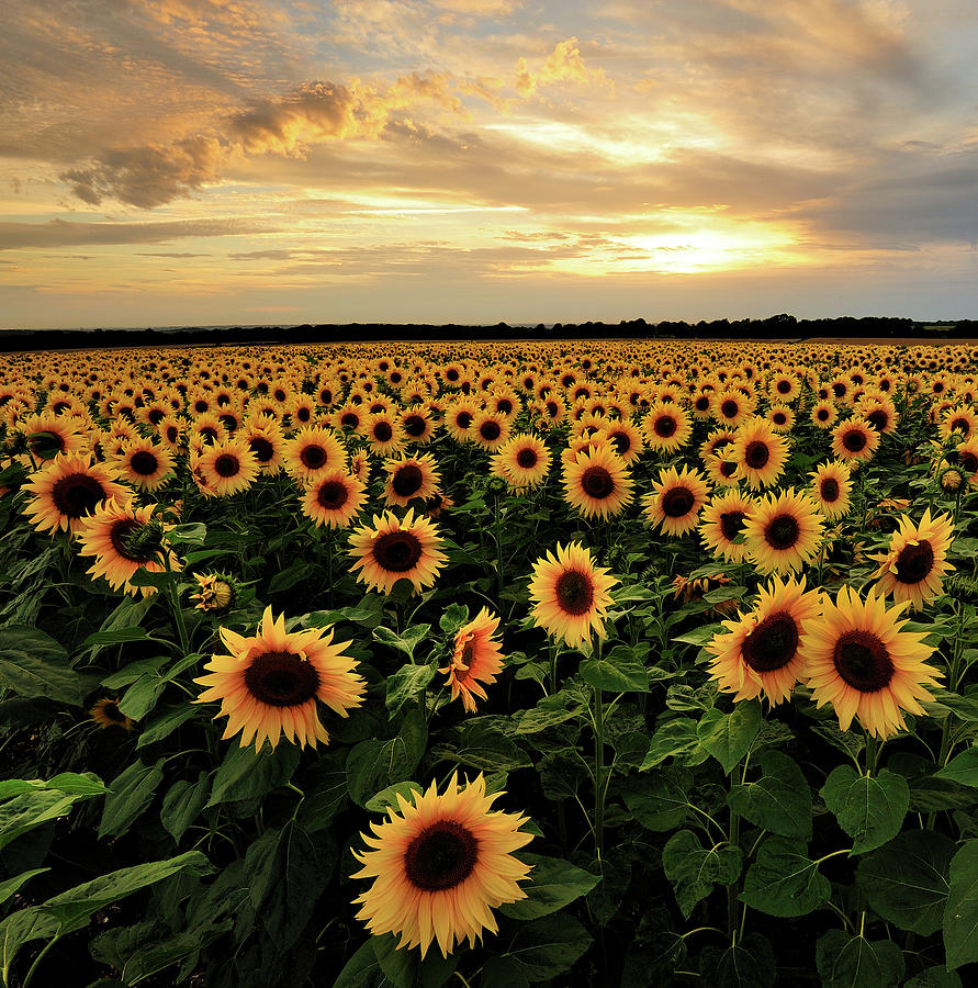 Nature Photograph - Sunflowers by Andreas Jones
