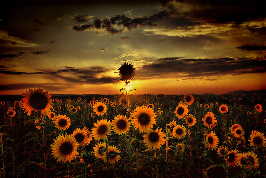 Sunflowers At Dusk Photograph by Stehlibela-alias-scarbody