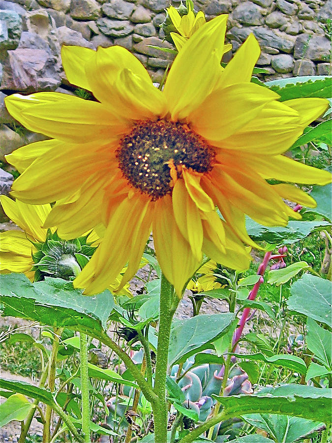 Sunflowers at Ollantaytambo Incan Ruins, Peru Photograph by Ruth Hager ...