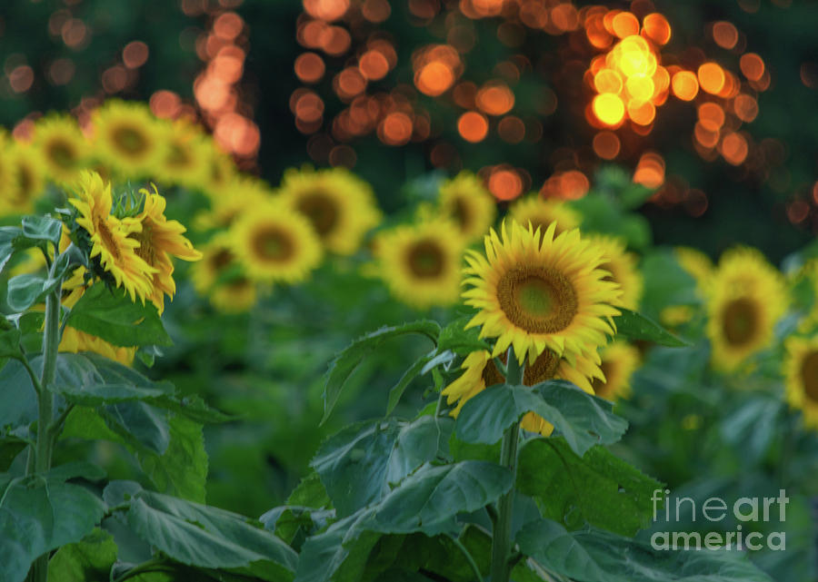 Sunflowers at Sunset Photograph by Amfmgirl Photography
