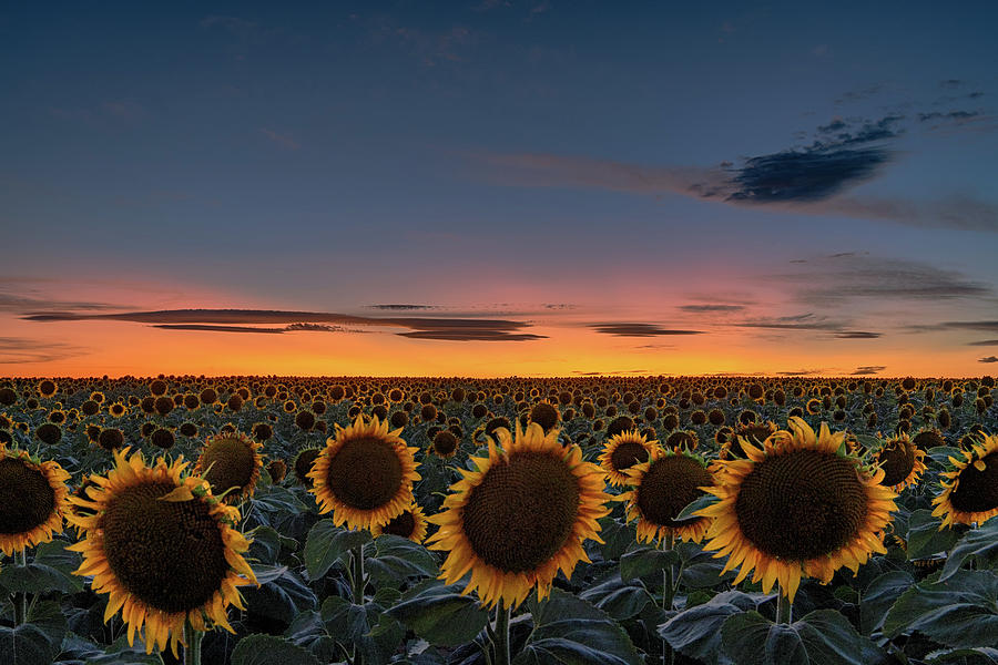 Sunflowers at Sunset by DIA Photograph by Tibor Vari
