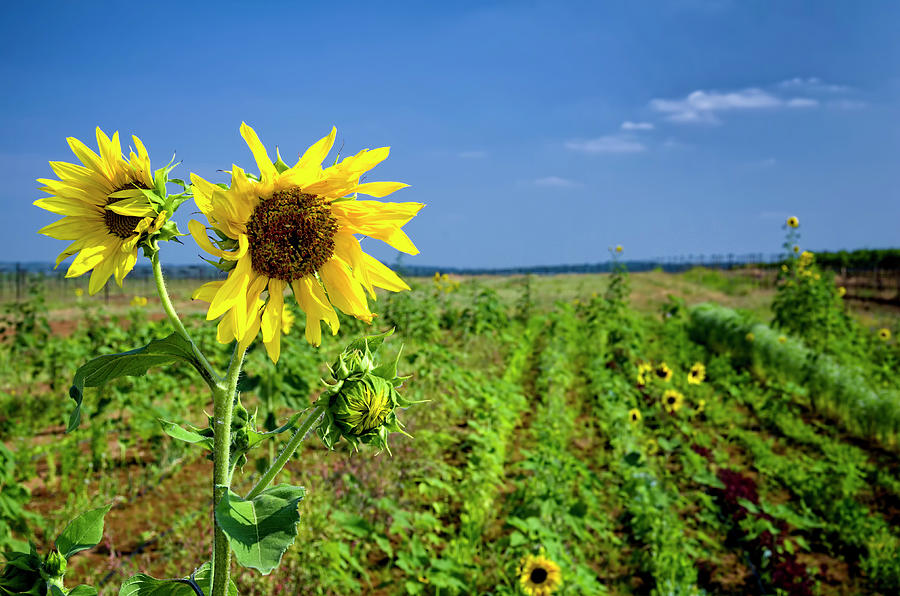 Sunflowers At The Winery Photograph by Dean Fikar
