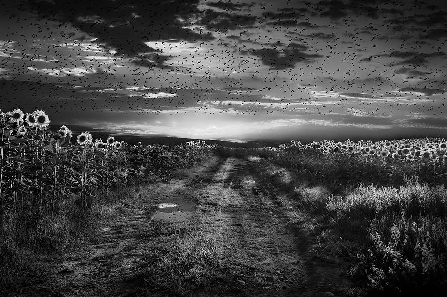 Sunflowers Avenue Photograph by Nicodemo Quaglia