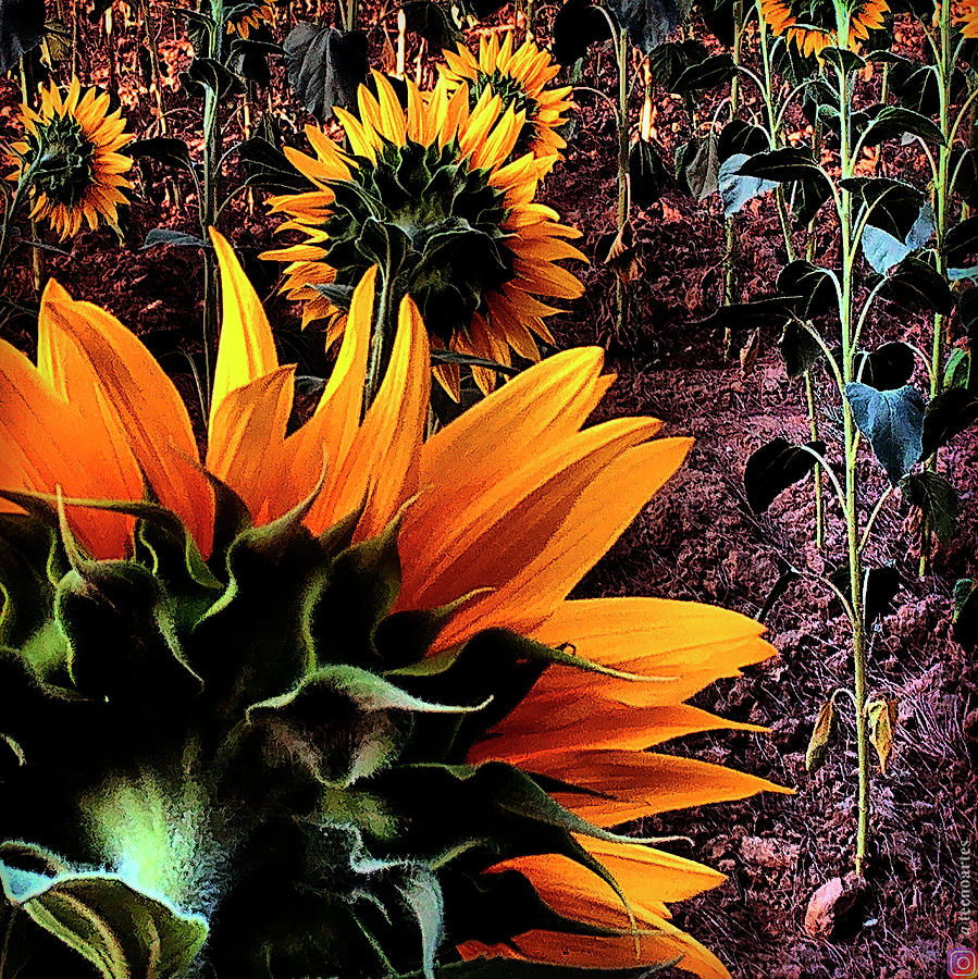 Sunflowers Photograph - Sunflowers back by Miguel Angel