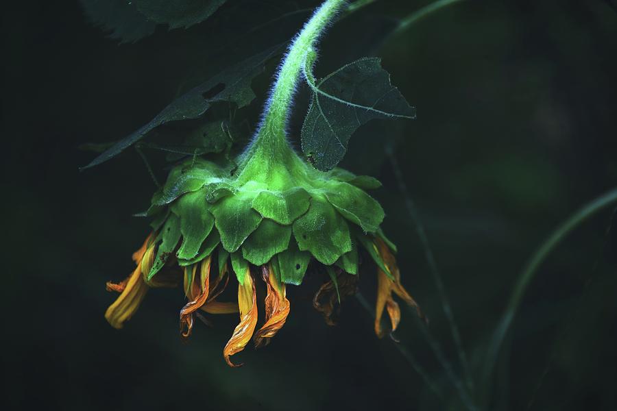 Sunflowers Beautiful End by Alice Gipson Sunflowers Beautiful End by Alice Gipson