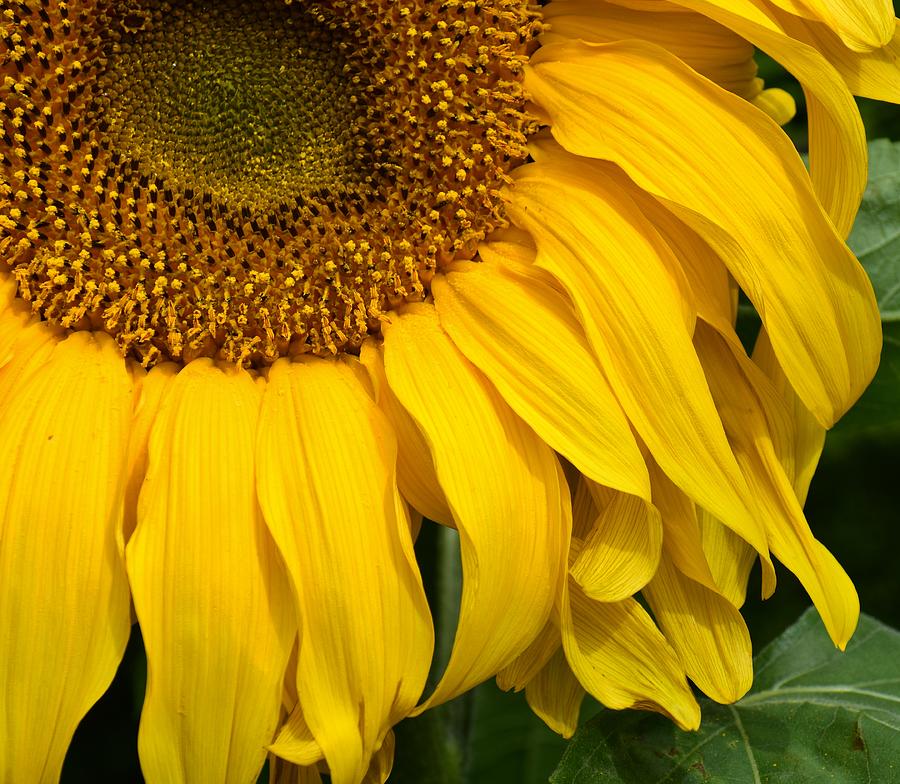 Sunflowers Beauty Photograph by Jimmy Chuck Smith