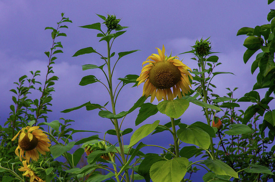 Sunflowers Before the Storm Photograph by Teresa Herlinger