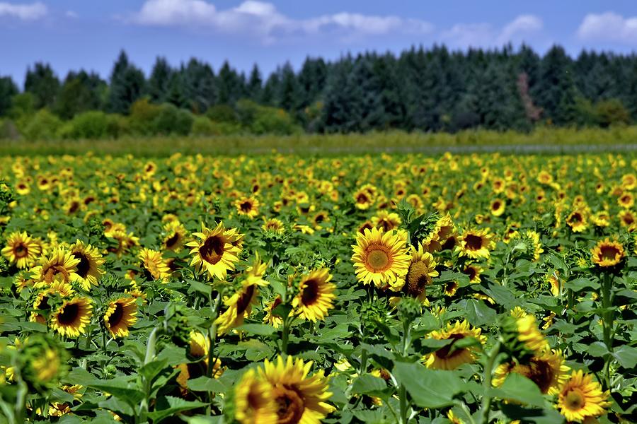 Sunflowers Blue Sky Photograph by Jerry Sodorff