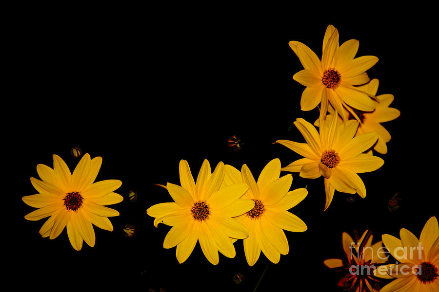 Sunflowers Bright in the Night Photograph by Debra Banks