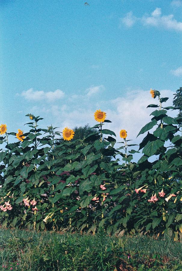Sunflowers by Roadside Photograph by Lois Tomaszewski