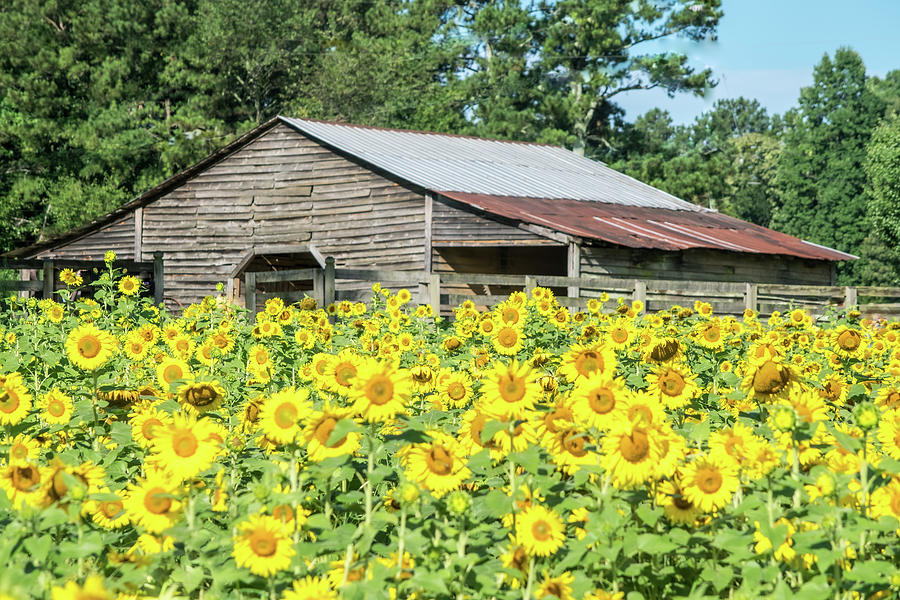 Sunflowers by the Old Barn Photograph by Mary Ann Artz