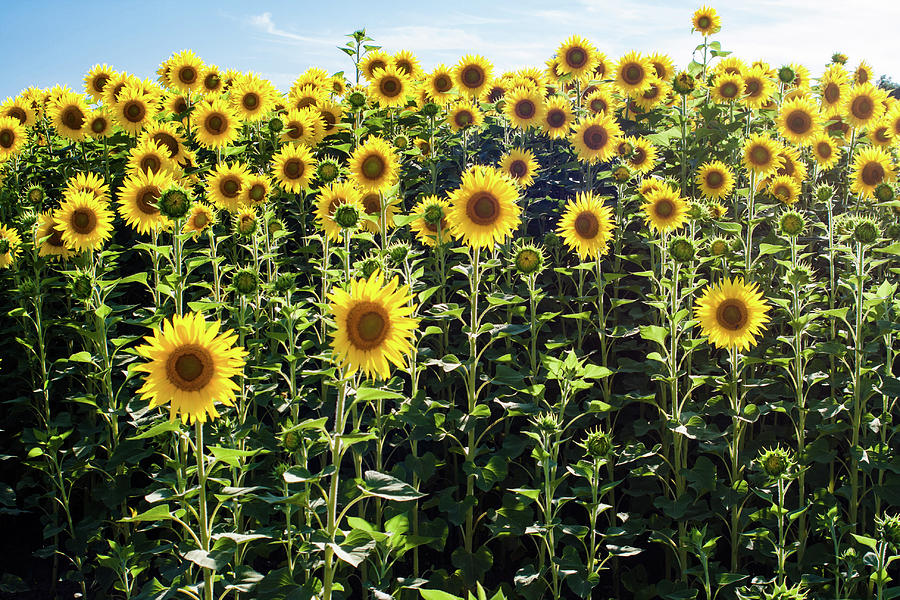 Sunflowers Photograph by Carme M.v.